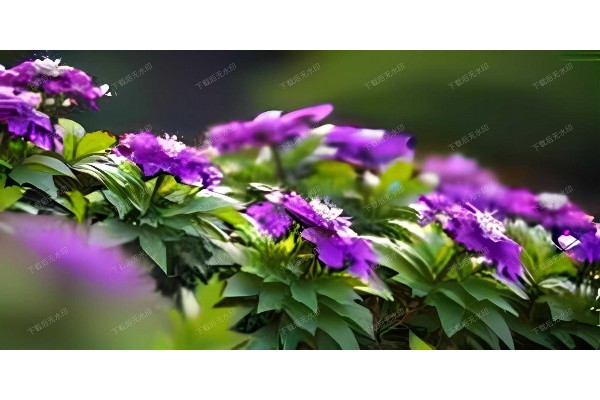 武汉茶香寻踪:小鹿斋地址秘籍揭晓 武汉茶香寻踪:小鹿斋地址秘籍揭晓